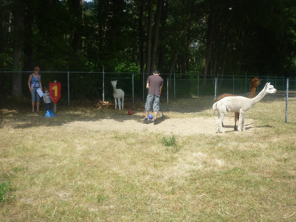 Apartament De Alpacaboerderij Bocholt Zewnętrze zdjęcie