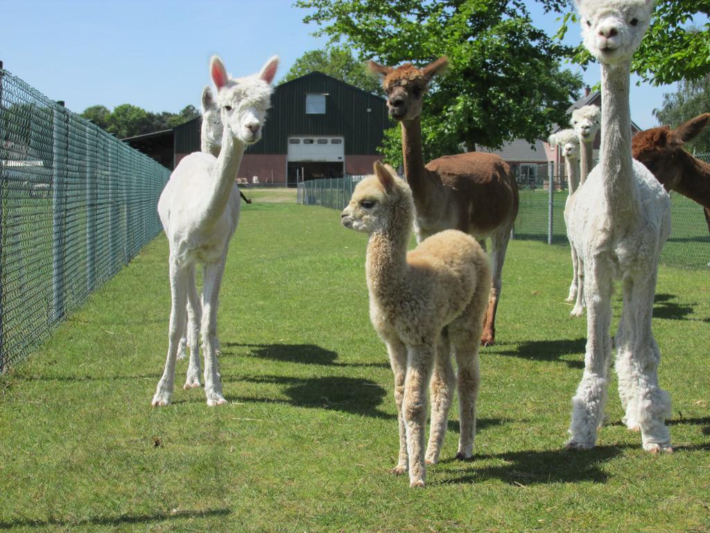 Apartament De Alpacaboerderij Bocholt Zewnętrze zdjęcie