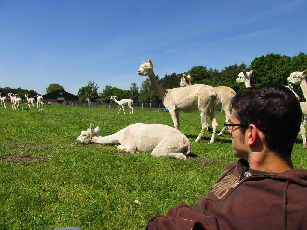 Apartament De Alpacaboerderij Bocholt Zewnętrze zdjęcie